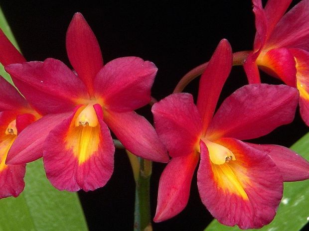 orhideja rdeca