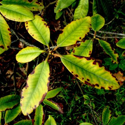 Listna bledica ali kloroza na rododendronuv