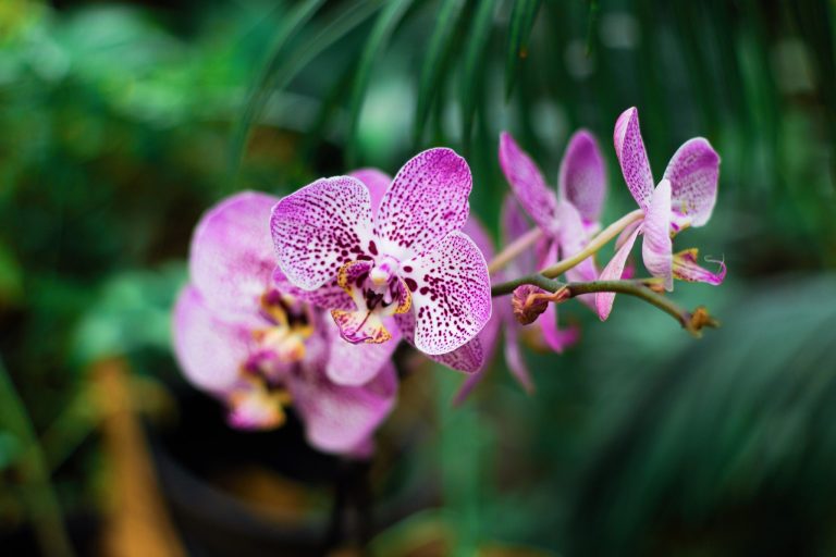 Želite, da bi vaše orhideje bujno cvetele?