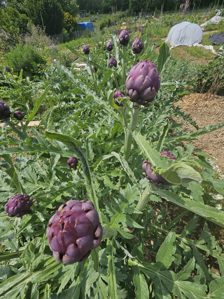Pozabite na klasiko: vzgojite artičoko in okro